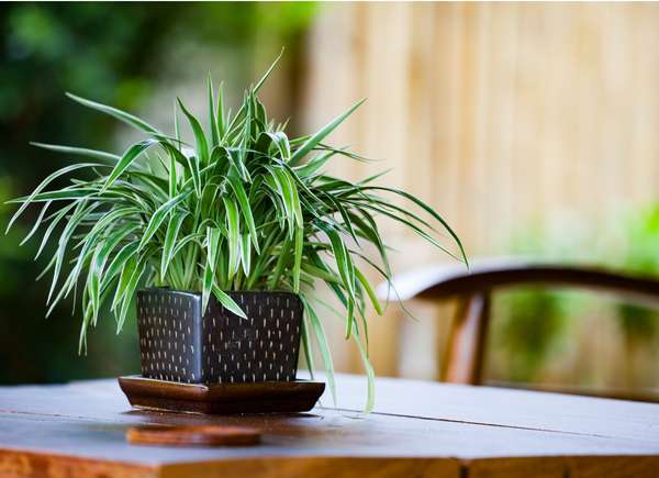5 Plants that will thrive in your Bathroom!